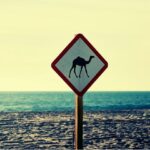 Lo que debes saber sobre el circuito norte de Baja California Sur