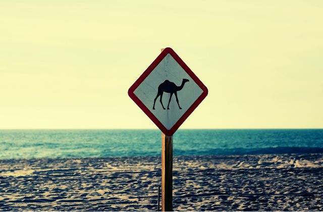 Lo que debes saber sobre el circuito norte de Baja California Sur